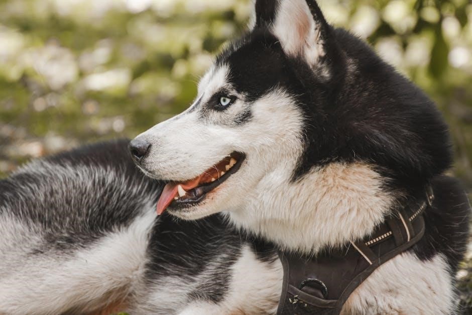 ruffwear harness size guide