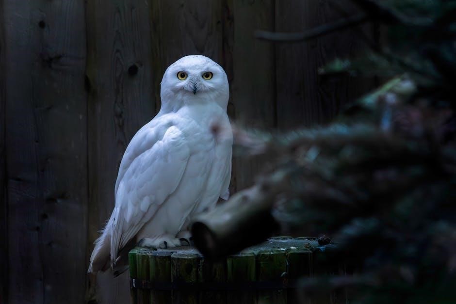 night owl manual